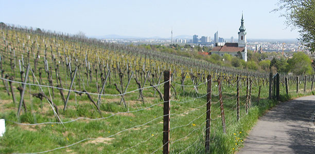 vienna - the city of wine