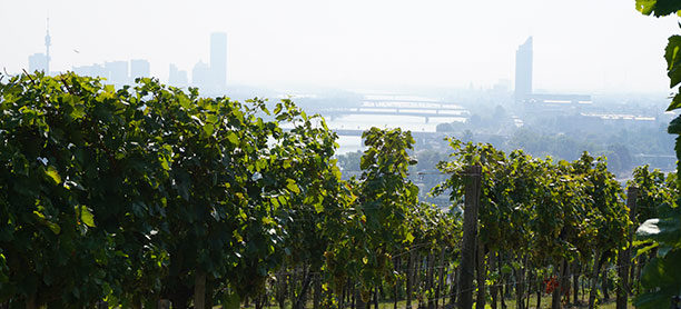 Hiking through Vienna’s vineyards – Wiener Weinwandertag on the first weekend of October